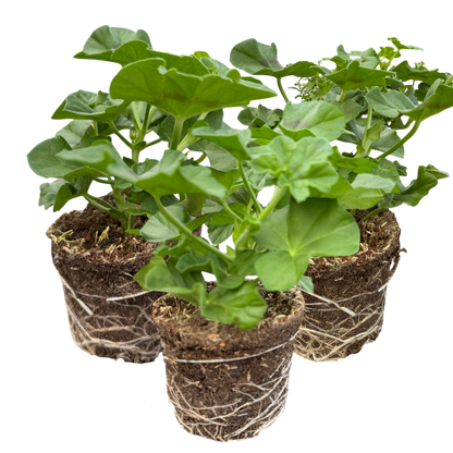 Set 3 or 6 Large Plants - Geranium Sunflair Linda Pink, Ready to Plant in Your Garden