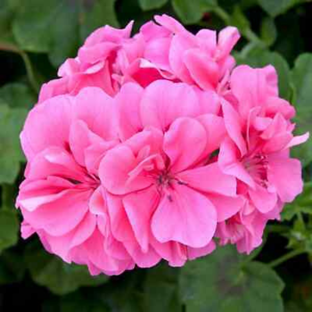 Set 3 or 6 Large Plants - Geranium Sunflair Linda Pink, Ready to Plant in Your Garden