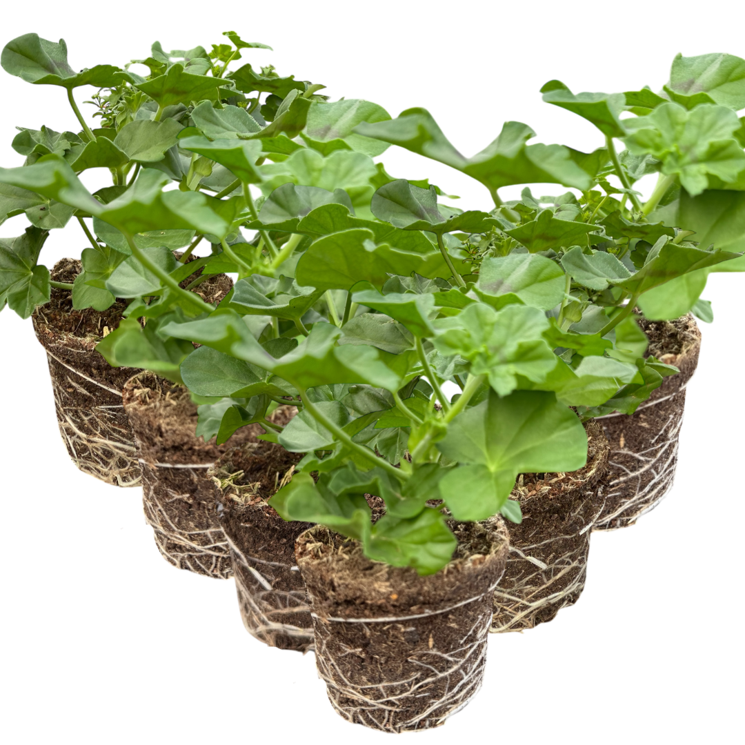 Set 3 or 6 Large Plants - Geranium Sunflair Linda Pink, Ready to Plant in Your Garden