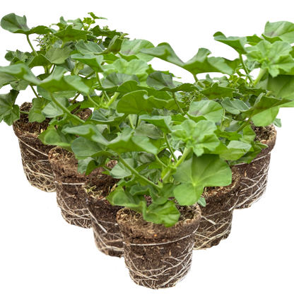 Set 3 or 6 Large Plants - Geranium Sunflair Linda Pink, Ready to Plant in Your Garden