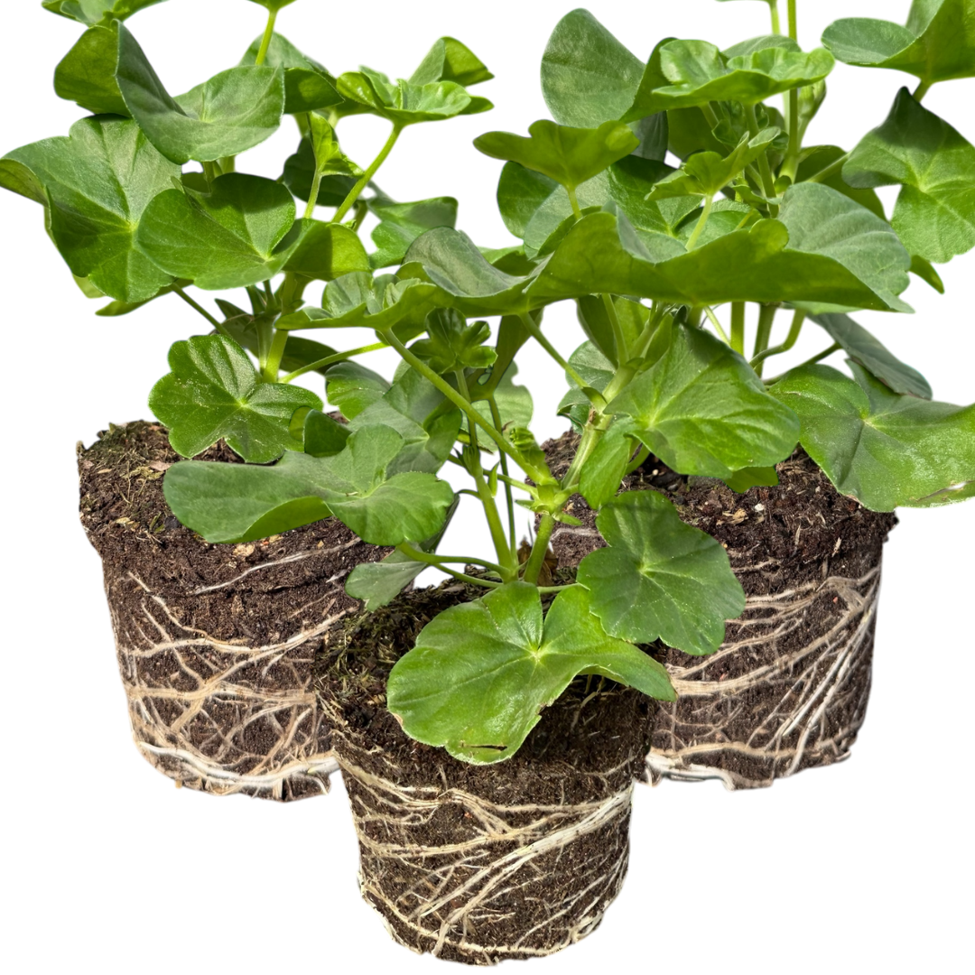 Geranium Sunflair Ruben