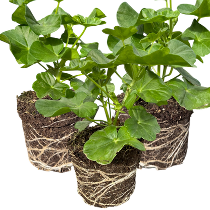 Geranium Sunflair Ruben