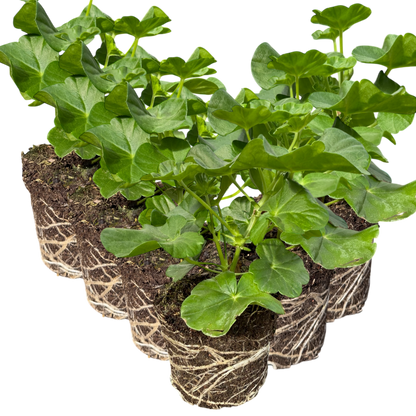 Geranium Sunflair Ruben