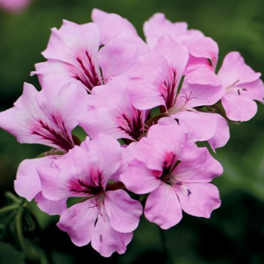 Set of 3 or 6 Large Plants - Geranium Tornado Pink, Ready to Plant in Your Garden