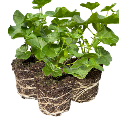 Geranium Tornado Red