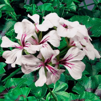 Geranium Tornado White