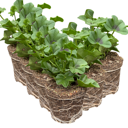 Geranium Tornado White