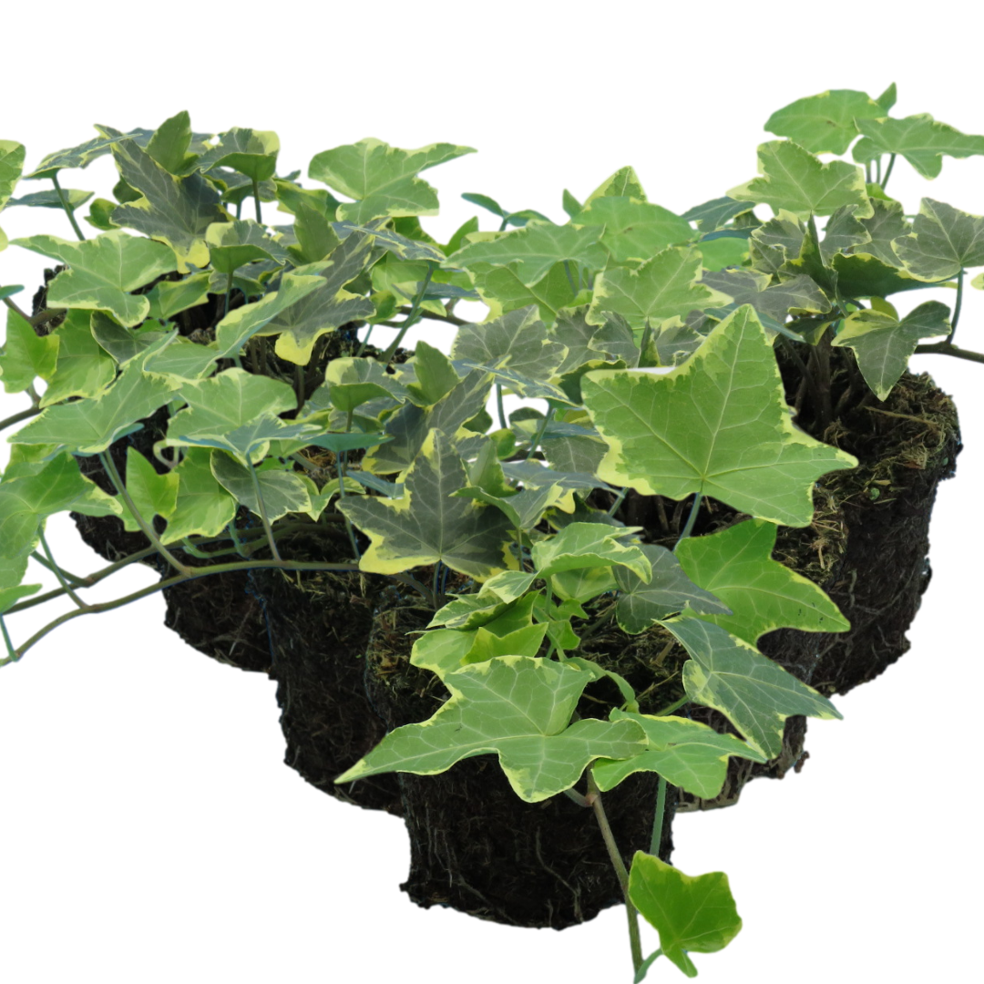 Hedera Helix Gold Variegated