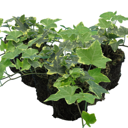 Hedera Helix Silver Variegated