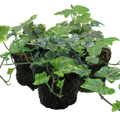 Ivy Growers Selection