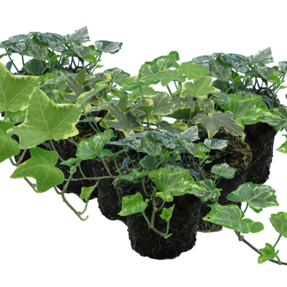 Ivy Growers Selection
