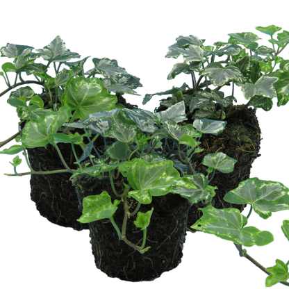 Hedera Helix Silver Variegated