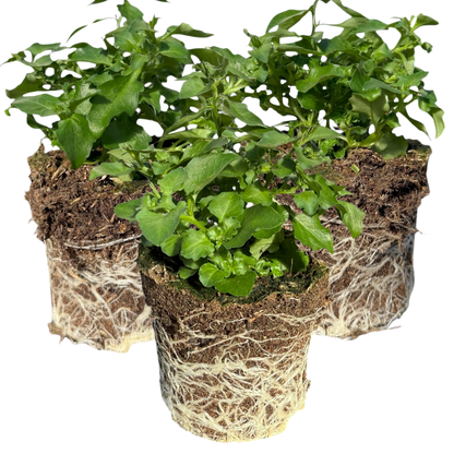 Set of 3 or 6 Large Lobelia Plants - Hot WaterBlue Improved, Ready to Plant in Your Garden