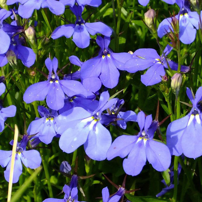 Set of 3 or 6 Large Lobelia Plants - Hot WaterBlue Improved, Ready to Plant in Your Garden