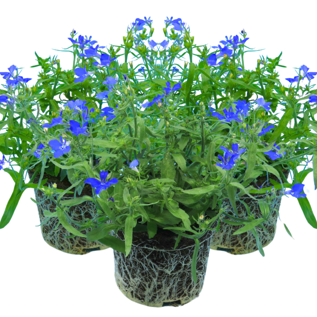 Set of 3 or 6 Large Plants - Lobelia Springs Dark Blue, Ready to Plant in Your Garden