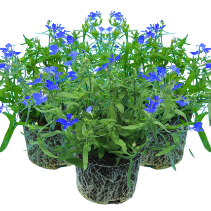 Set of 3 or 6 Large Plants - Lobelia Springs Dark Blue, Ready to Plant in Your Garden