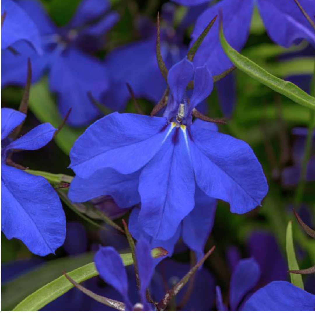 Set of 3 or 6 Large Plants - Lobelia Springs Dark Blue, Ready to Plant in Your Garden