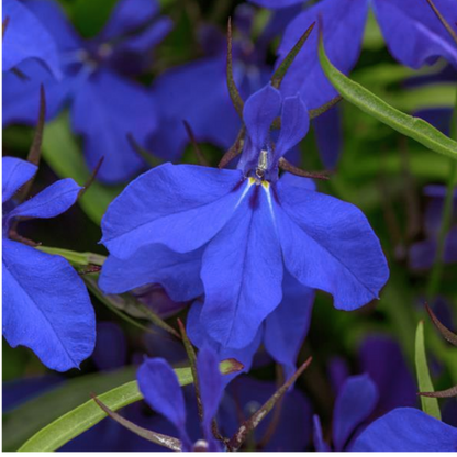 Set of 3 or 6 Large Plants - Lobelia Springs Dark Blue, Ready to Plant in Your Garden