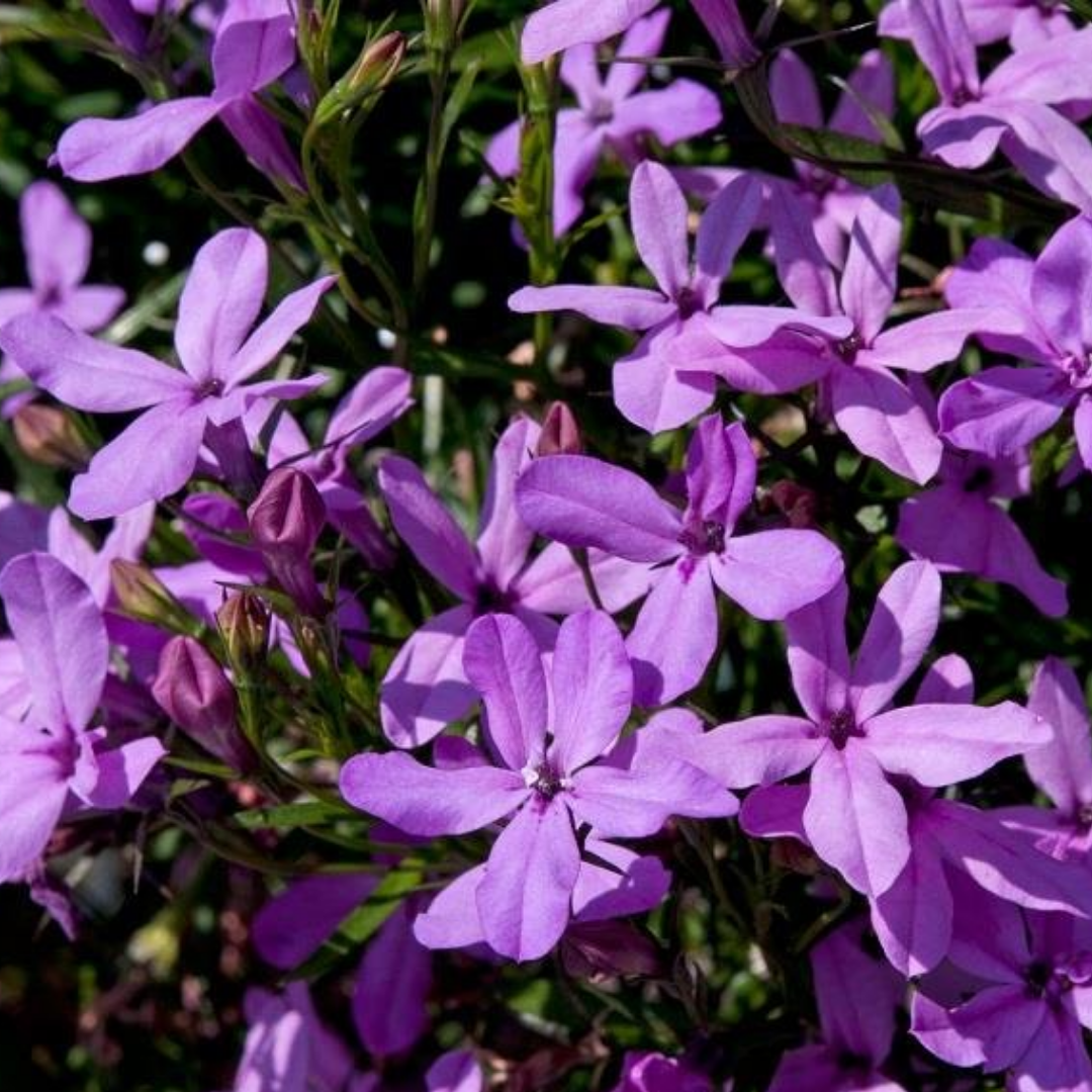 Set of 3 or 6 Large Plants - Lobelia Springs Lavender, Ready to Plant in Your Garden