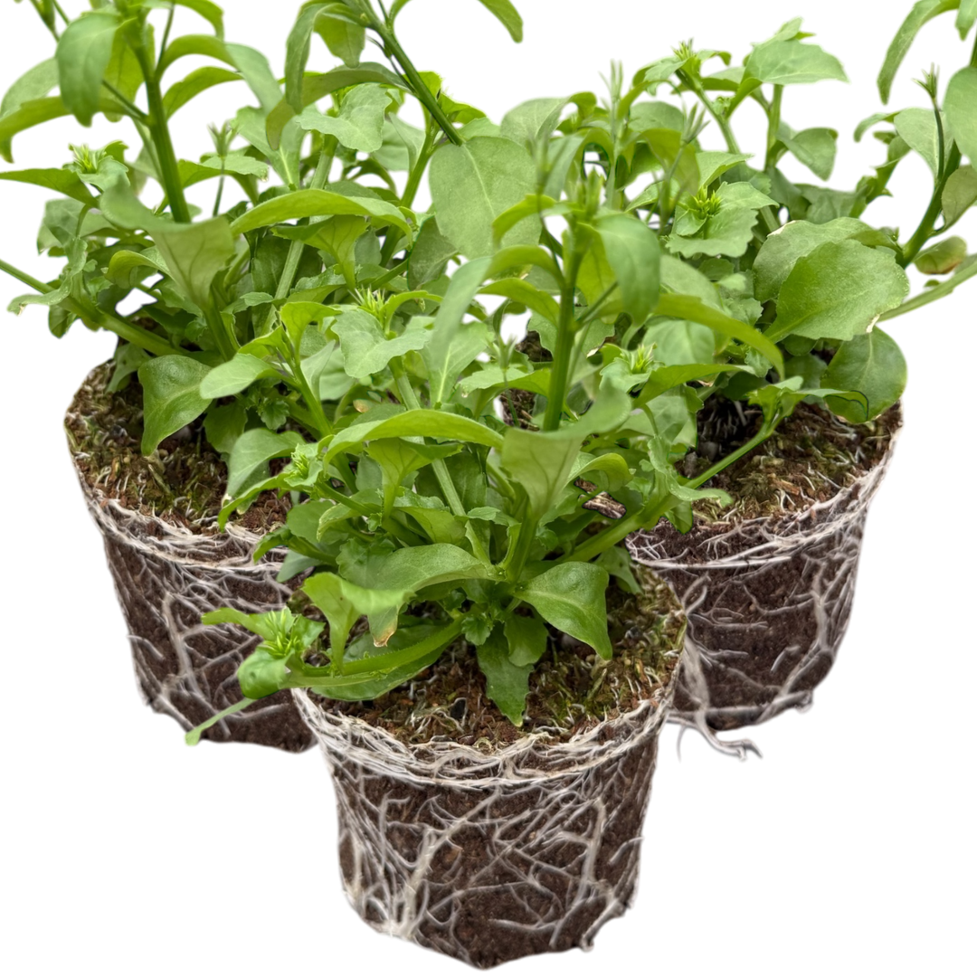 Set of 3 or 6 Large Plants - Lobelia Springs Lavender, Ready to Plant in Your Garden