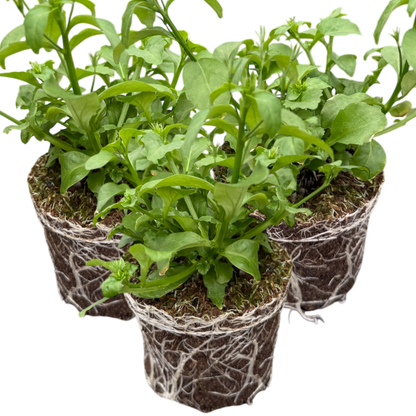 Set of 3 or 6 Large Plants - Lobelia Springs Lavender, Ready to Plant in Your Garden
