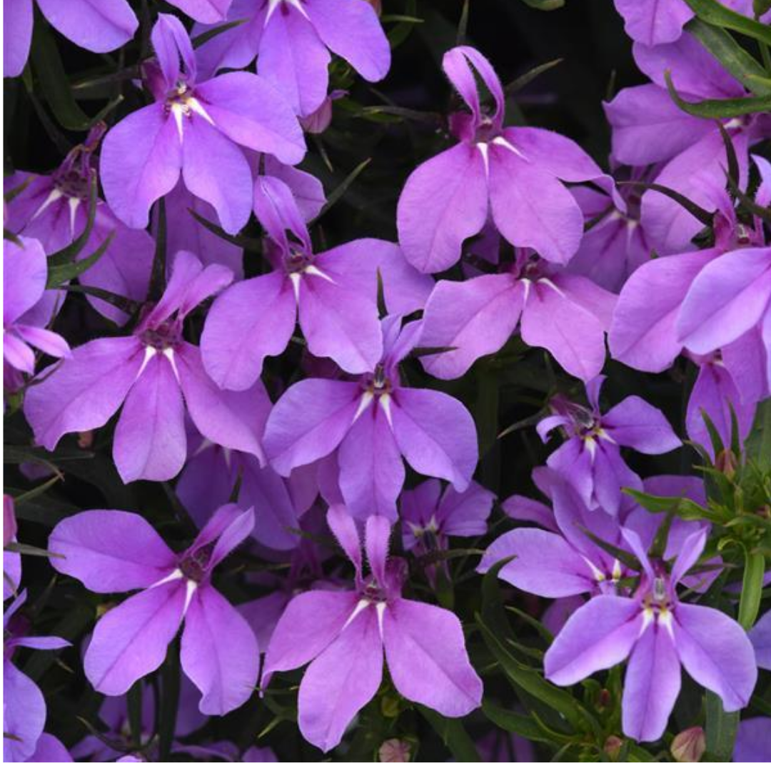 Set of 3 or 6 Large Plants - Lobelia Springs Lavender, Ready to Plant in Your Garden