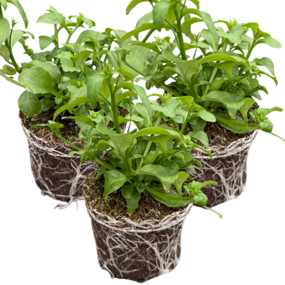 Set of 3 or 6 Large Plants - Lobelia Springs White, Ready to Plant in Your Garden