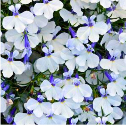 Set of 3 or 6 Large Plants - Lobelia Springs White, Ready to Plant in Your Garden