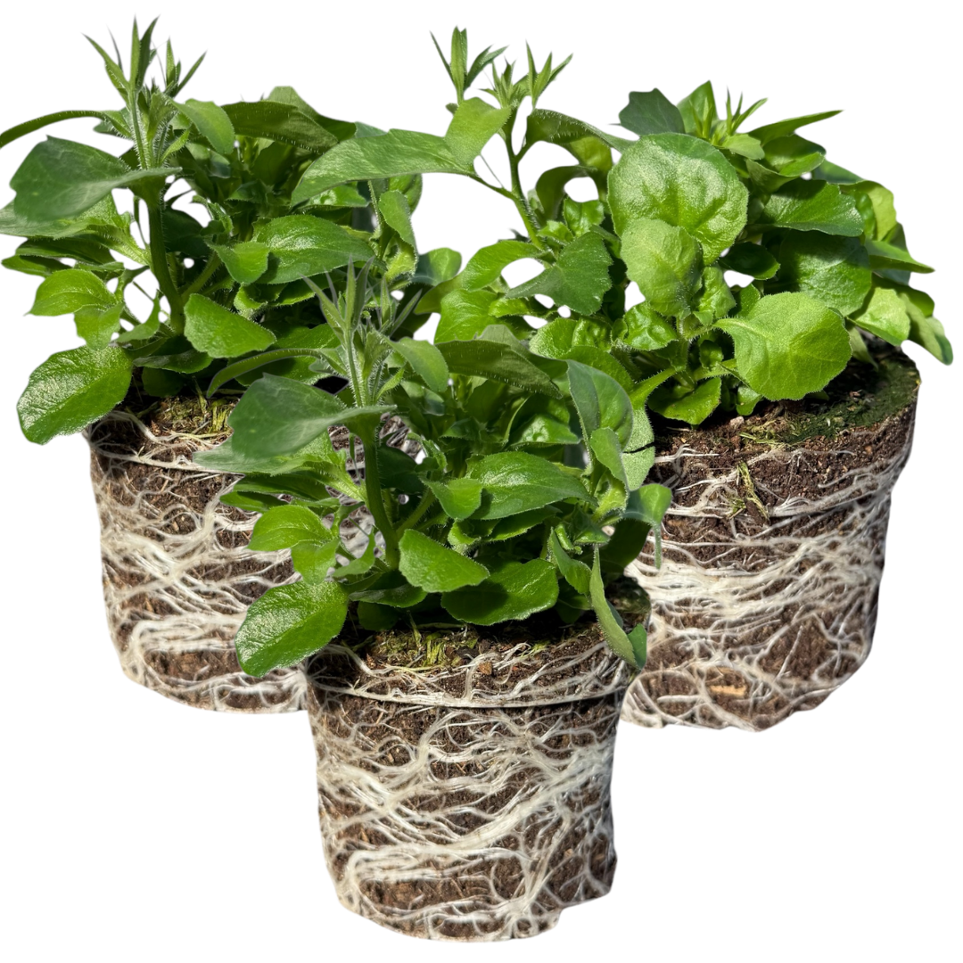 Set of 3 or 6 Large Plants - Lobelia Sweet Springs Blue, Ready to Plant in Your Garden