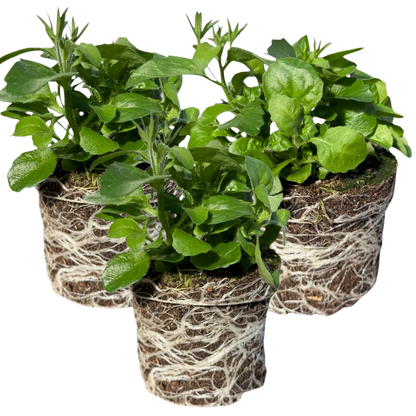 Set of 3 or 6 Large Plants - Lobelia Sweet Springs Blue, Ready to Plant in Your Garden