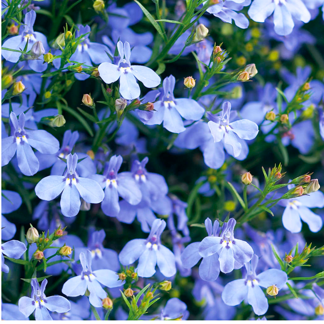 Set of 3 or 6 Large Plants - Lobelia Sweet Springs Blue, Ready to Plant in Your Garden