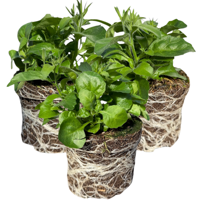 Set of 3 or 6 Large Lobelia Plants - Sweet Springs Dark Blue, Ready to Plant in Your Garden