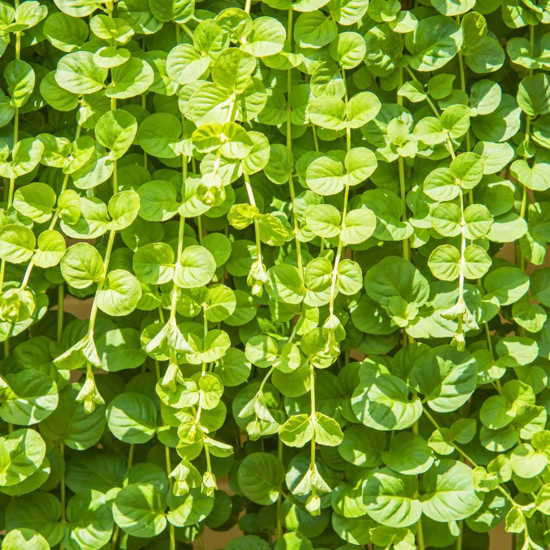 Set of 3 or 6 Large Creeping Jenny Plants - Lysimachia Goldilocks, Outdoor Garden Ready