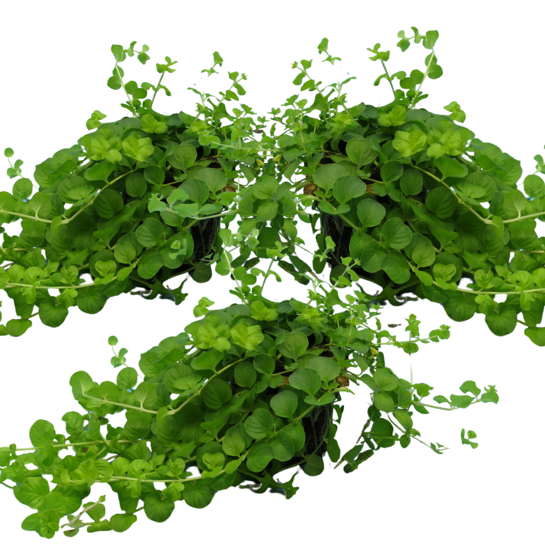 Set of 3 or 6 Large Creeping Jenny Plants - Lysimachia Goldilocks, Outdoor Garden Ready
