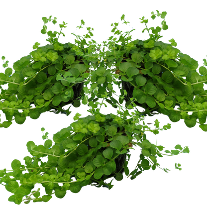 Set of 3 or 6 Large Creeping Jenny Plants - Lysimachia Goldilocks, Outdoor Garden Ready