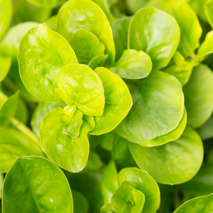 Set of 3 or 6 Large Creeping Jenny Plants - Lysimachia Goldilocks, Outdoor Garden Ready