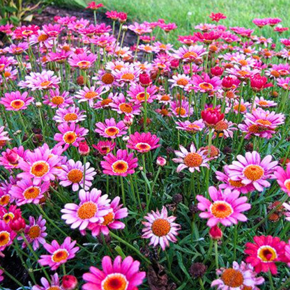 Set of 3 or 6 Large Plants - Argyranthemum Madeira Deep Pink, Outdoor Garden Ready