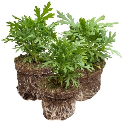 Set of 3 or 6 Large Plants - Argyranthemum Madeira Deep Pink, Outdoor Garden Ready