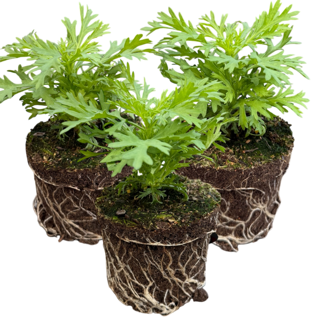 Set of 3 or 6 Large Plants - Argyranthemum Madeira Red, Outdoor Garden Ready