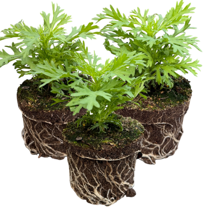 Set of 3 or 6 Large Plants - Argyranthemum Madeira Red, Outdoor Garden Ready