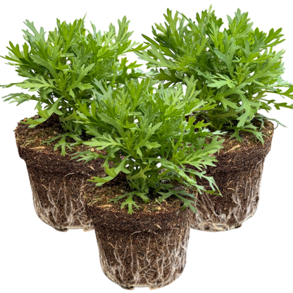 Set of 3 or 6 Large Plants - Argyranthemum Madeira White, Outdoor Garden Ready
