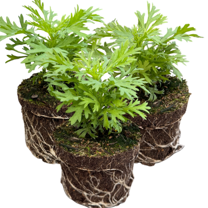 Set of 3 or 6 Large Plants - Argyranthemum Madeira Yellow, Outdoor Garden Ready