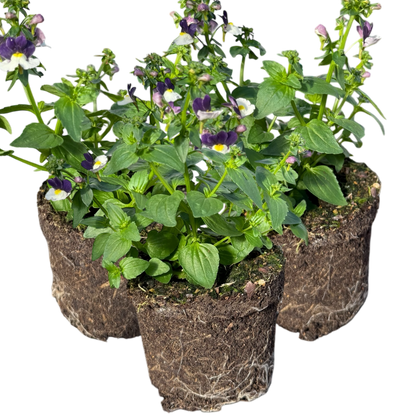 Set of 3 or 6 Large Plants - Nemesia Nuvo Blue Bicolour, Ready to Plant in Your Garden
