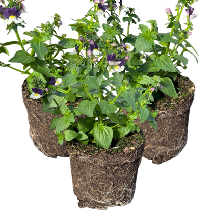 Set of 3 or 6 Large Plants - Nemesia Nuvo Blue, Ready to Plant in Your Garden