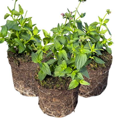 Set of 3 or 6 Large Plants - Nemesia Nuvo Pink Bicolour, Ready to Plant in Your Garden