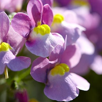 Set of 3 or 6 Large Plants - Nemesia Nuvo Pink Bicolour, Ready to Plant in Your Garden