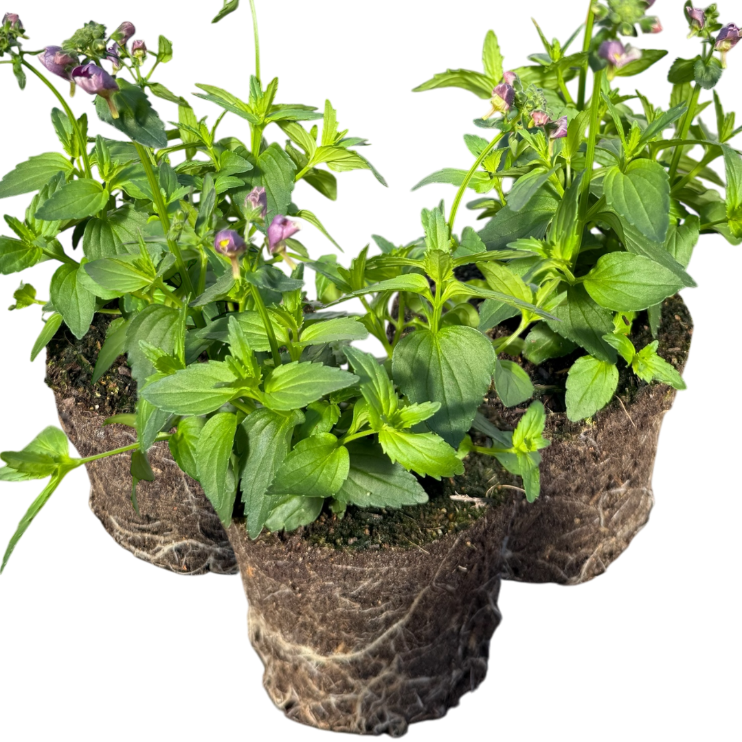 Set of 3 or 6 Large Plants - Nemesia Nuvo Purple Bicolour, Ready to Plant in Your Garden