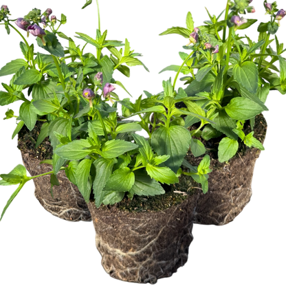 Set of 3 or 6 Large Plants - Nemesia Nuvo Purple Bicolour, Ready to Plant in Your Garden