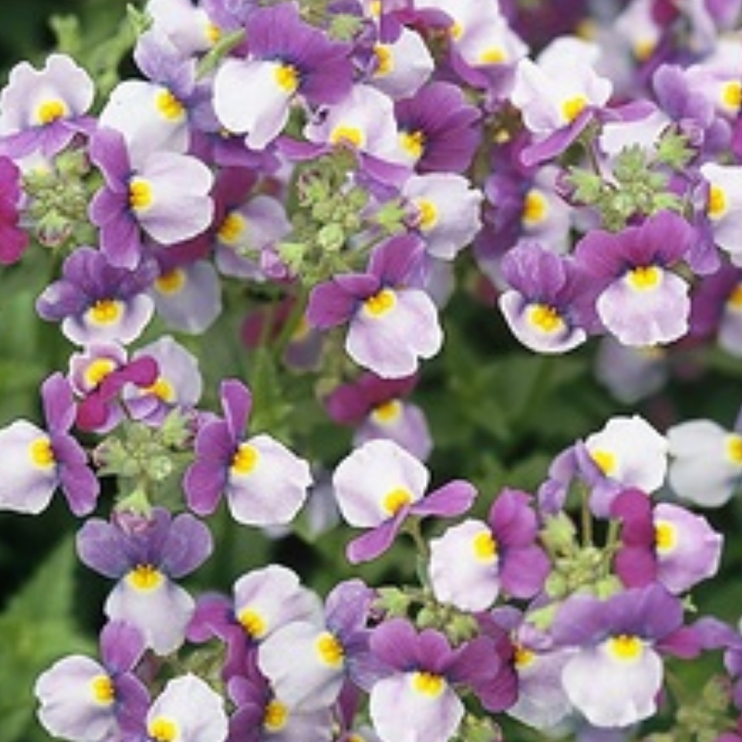 Set of 3 or 6 Large Plants - Nemesia Nuvo Purple Bicolour, Ready to Plant in Your Garden