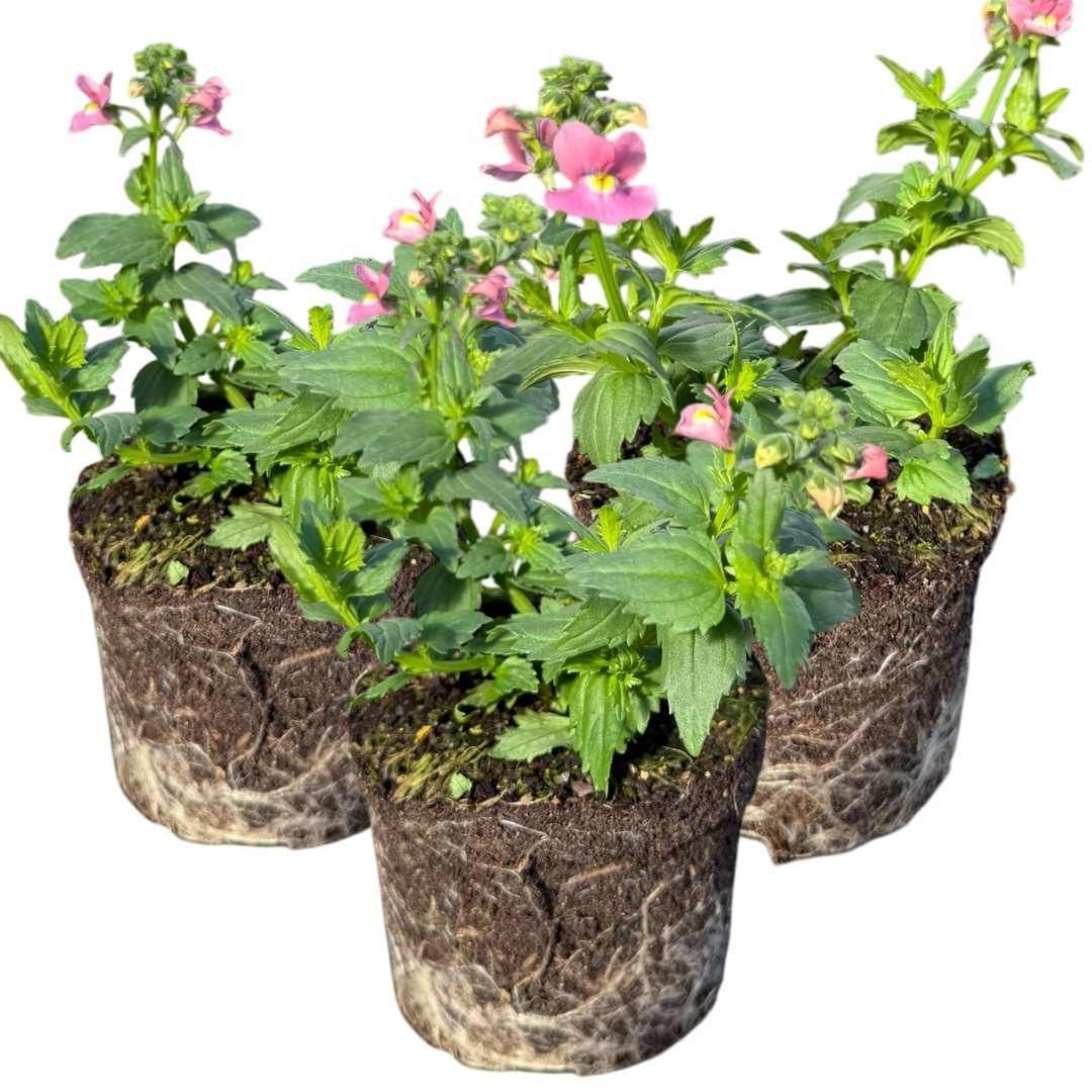 Set of 3 or 6 Large Plants - Nemesia Nuvo Rose, Ready to Plant in Your Garden